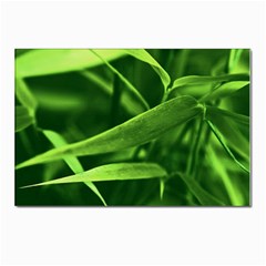 Bamboo Postcards 5  x 7  (10 Pack)