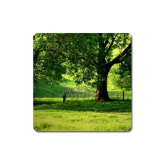 Trees Magnet (square) by Siebenhuehner