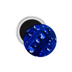 Waterdrops 1 75  Button Magnet by Siebenhuehner