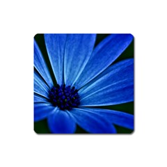 Flower Magnet (square) by Siebenhuehner