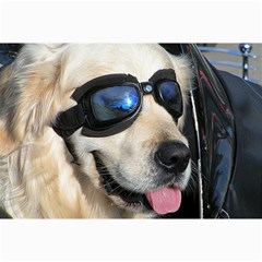 Cool Dog  Canvas 24  X 36  (unframed) by Siebenhuehner