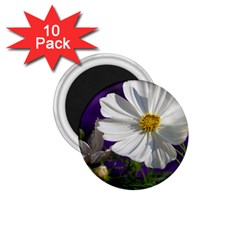 Cosmea   1 75  Button Magnet (10 Pack)