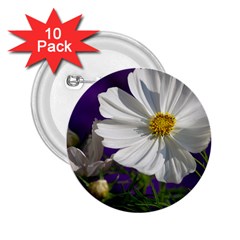 Cosmea   2 25  Button (10 Pack) by Siebenhuehner