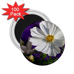 Cosmea   2 25  Button Magnet (100 Pack)