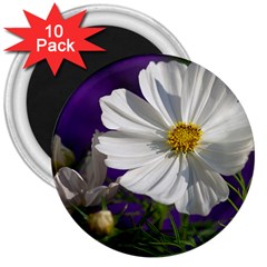 Cosmea   3  Button Magnet (10 Pack)