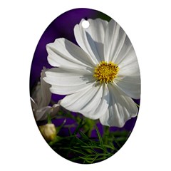 Cosmea   Oval Ornament (two Sides) by Siebenhuehner