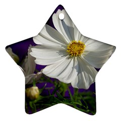 Cosmea   Star Ornament (two Sides)