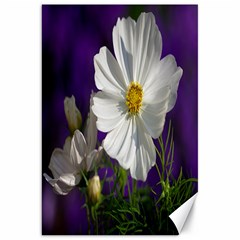 Cosmea   Canvas 20  X 30  (unframed) by Siebenhuehner