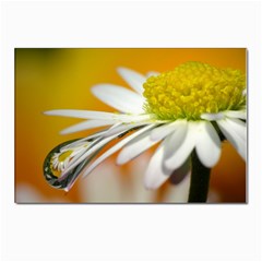 Daisy With Drops Postcard 4 x 6  (10 Pack) by Siebenhuehner