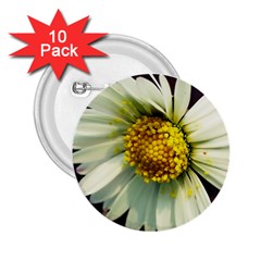 Daisy 2 25  Button (10 Pack) by Siebenhuehner