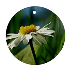 Daisy Round Ornament by Siebenhuehner