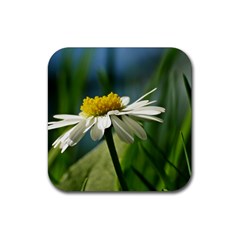 Daisy Drink Coasters 4 Pack (square) by Siebenhuehner