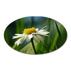 Daisy Magnet (oval)