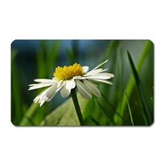 Daisy Magnet (rectangular) by Siebenhuehner