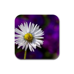 Daisy Drink Coasters 4 Pack (square) by Siebenhuehner