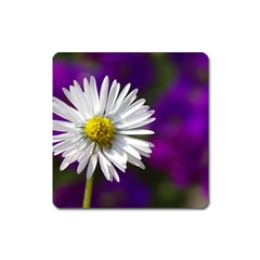 Daisy Magnet (square) by Siebenhuehner