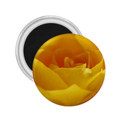 Yellow Rose 2 25  Button Magnet by Siebenhuehner