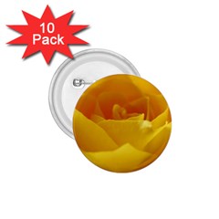 Yellow Rose 1 75  Button (10 Pack) by Siebenhuehner