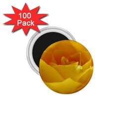 Yellow Rose 1 75  Button Magnet (100 Pack) by Siebenhuehner