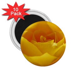 Yellow Rose 2 25  Button Magnet (10 Pack) by Siebenhuehner