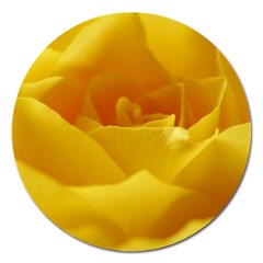 Yellow Rose Magnet 5  (round) by Siebenhuehner
