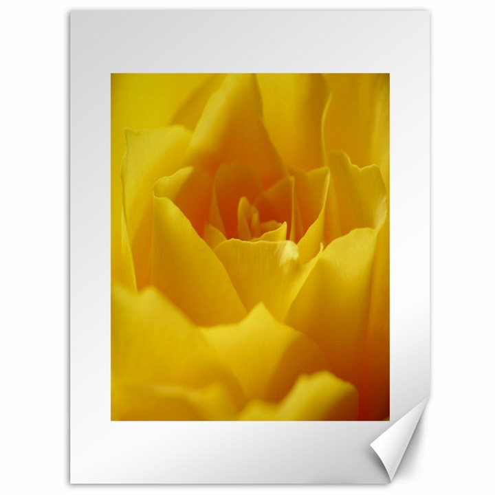 Yellow Rose Canvas 36  x 48  (Unframed)