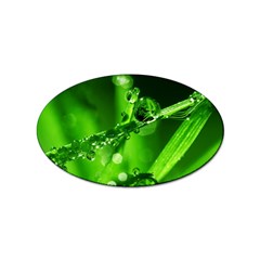 Waterdrops Sticker (Oval)