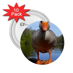 Geese 2 25  Button (10 Pack) by Siebenhuehner