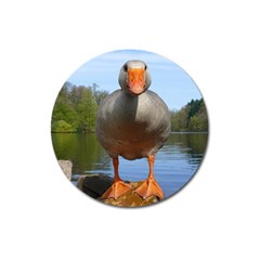 Geese Magnet 3  (round) by Siebenhuehner