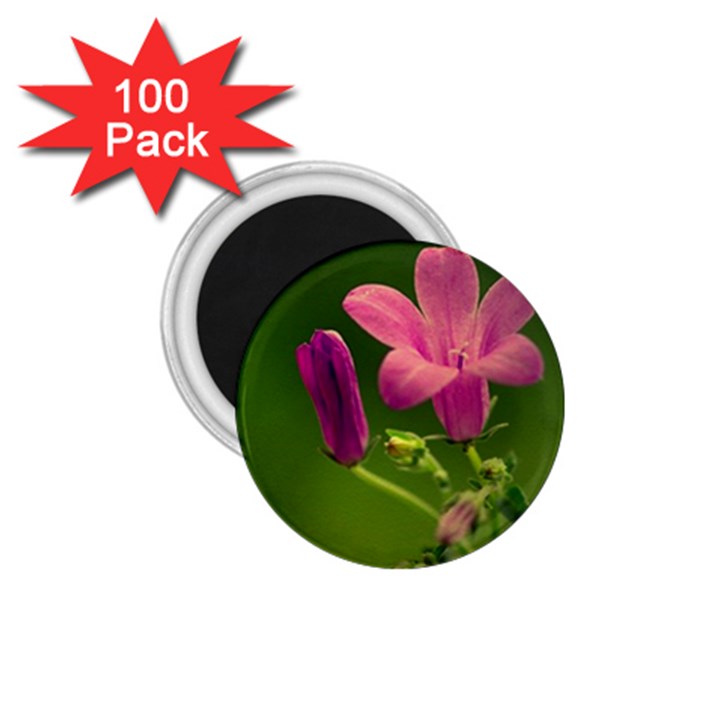 Campanula Close Up 1.75  Button Magnet (100 pack)