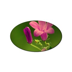 Campanula Close Up Sticker (oval) by Siebenhuehner