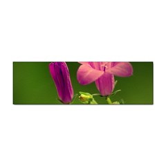 Campanula Close Up Bumper Sticker 100 Pack by Siebenhuehner