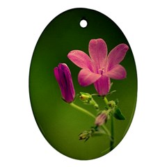 Campanula Close Up Oval Ornament (two Sides) by Siebenhuehner