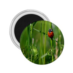 Ladybird 2 25  Button Magnet by Siebenhuehner