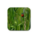 Ladybird Drink Coaster (Square) Front