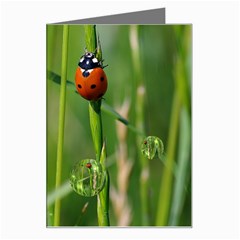 Ladybird Greeting Card