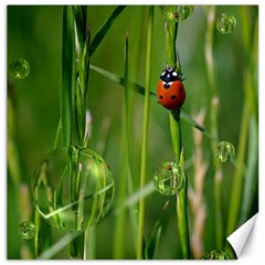 Ladybird Canvas 16  x 16  (Unframed)