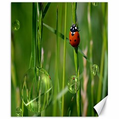 Ladybird Canvas 20  x 24  (Unframed)