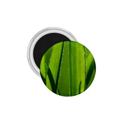 Grass 1 75  Button Magnet