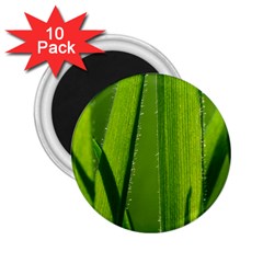 Grass 2 25  Button Magnet (10 Pack) by Siebenhuehner