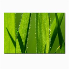 Grass Postcards 5  X 7  (10 Pack) by Siebenhuehner