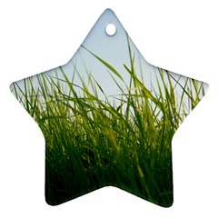 Grass Star Ornament (two Sides) by Siebenhuehner