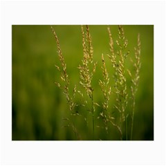 Grass Glasses Cloth (small) by Siebenhuehner