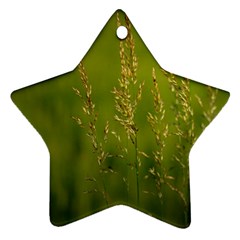 Grass Star Ornament (two Sides) by Siebenhuehner