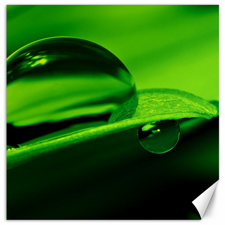 Green Drop Canvas 12  x 12  (Unframed)