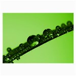 Green Drops Glasses Cloth (Large) Front