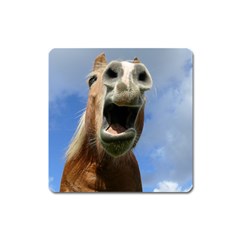 Haflinger  Magnet (square) by Siebenhuehner