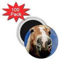 Haflinger  1 75  Button Magnet (100 Pack) by Siebenhuehner