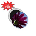 Daisy 1.75  Button Magnet (100 pack) Front