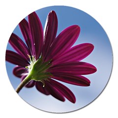 Daisy Magnet 5  (round) by Siebenhuehner